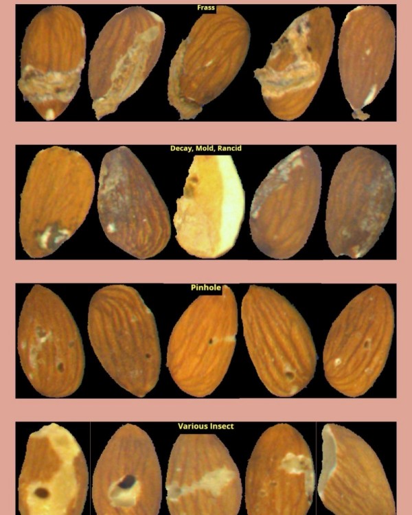 Frutta a guscio e prodotti secchi sfusi